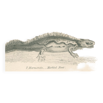 Old engraving of reptiles including salamander, marbled newt, Pl8, 1834