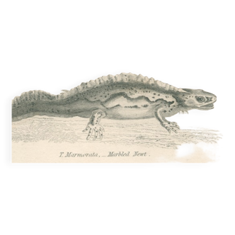 Old engraving on reptiles showing including salamander, marbled newt, Pl8, 1834