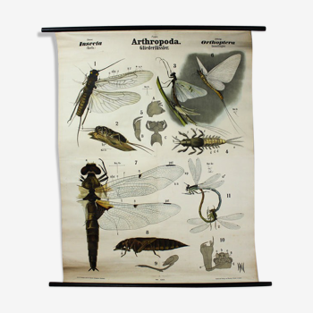Poster vintage 19th century wall graphic by Rudolf Leuckart "Orthoptera insects"