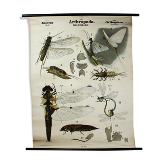 Poster vintage 19th century wall graphic by Rudolf Leuckart "Orthoptera insects"