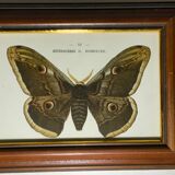 Ancient botanical engraving butterfly framed 1900 G Denise