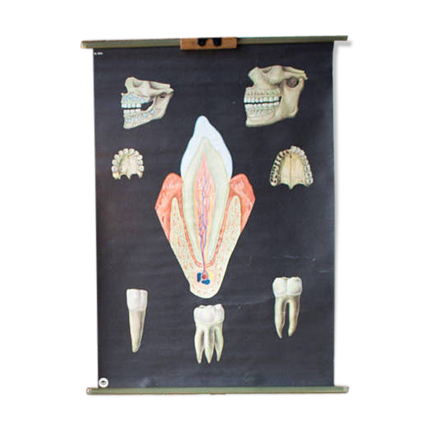 Displays educational 1956