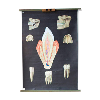 Displays educational 1956