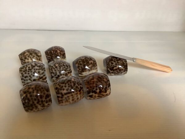 Neuf porte couteaux en coquillages cypraea tigris