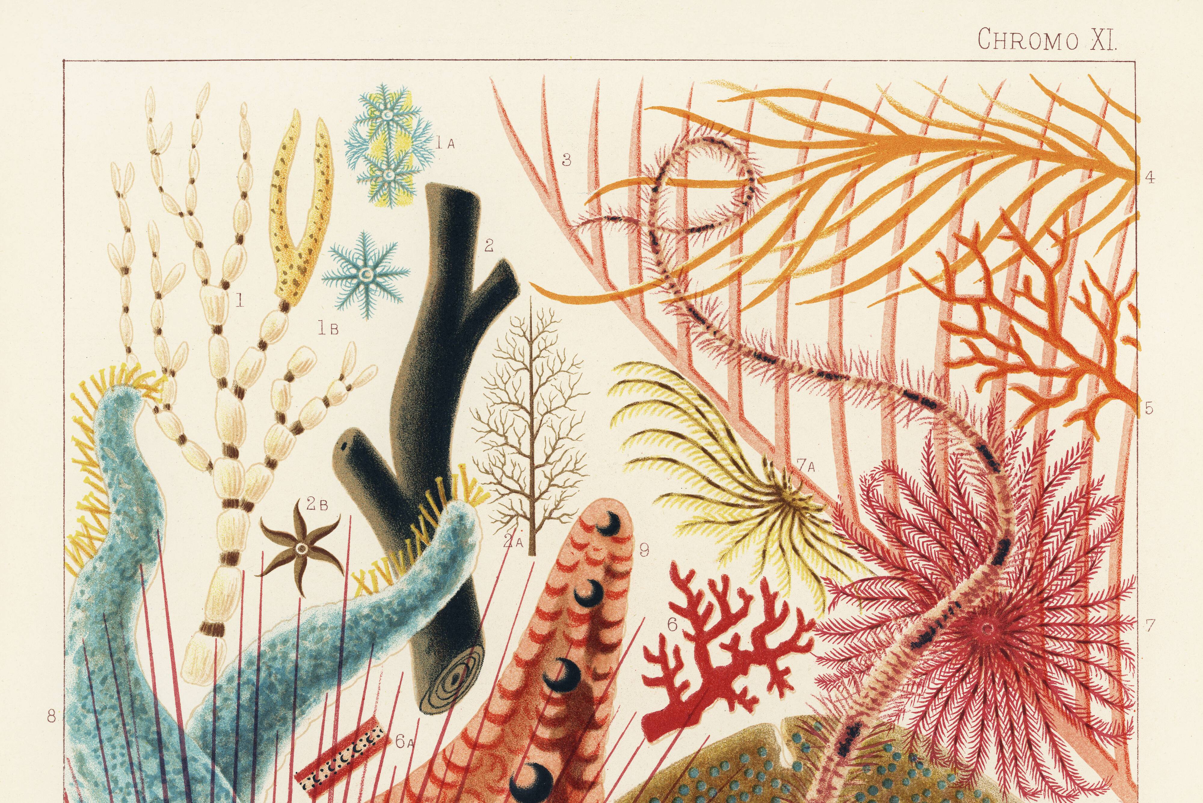 Poster about the echinoderms of the Great Barrier Reef, 1893