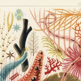 Poster about the echinoderms of the Great Barrier Reef, 1893