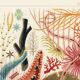 Poster about the echinoderms of the Great Barrier Reef, 1893