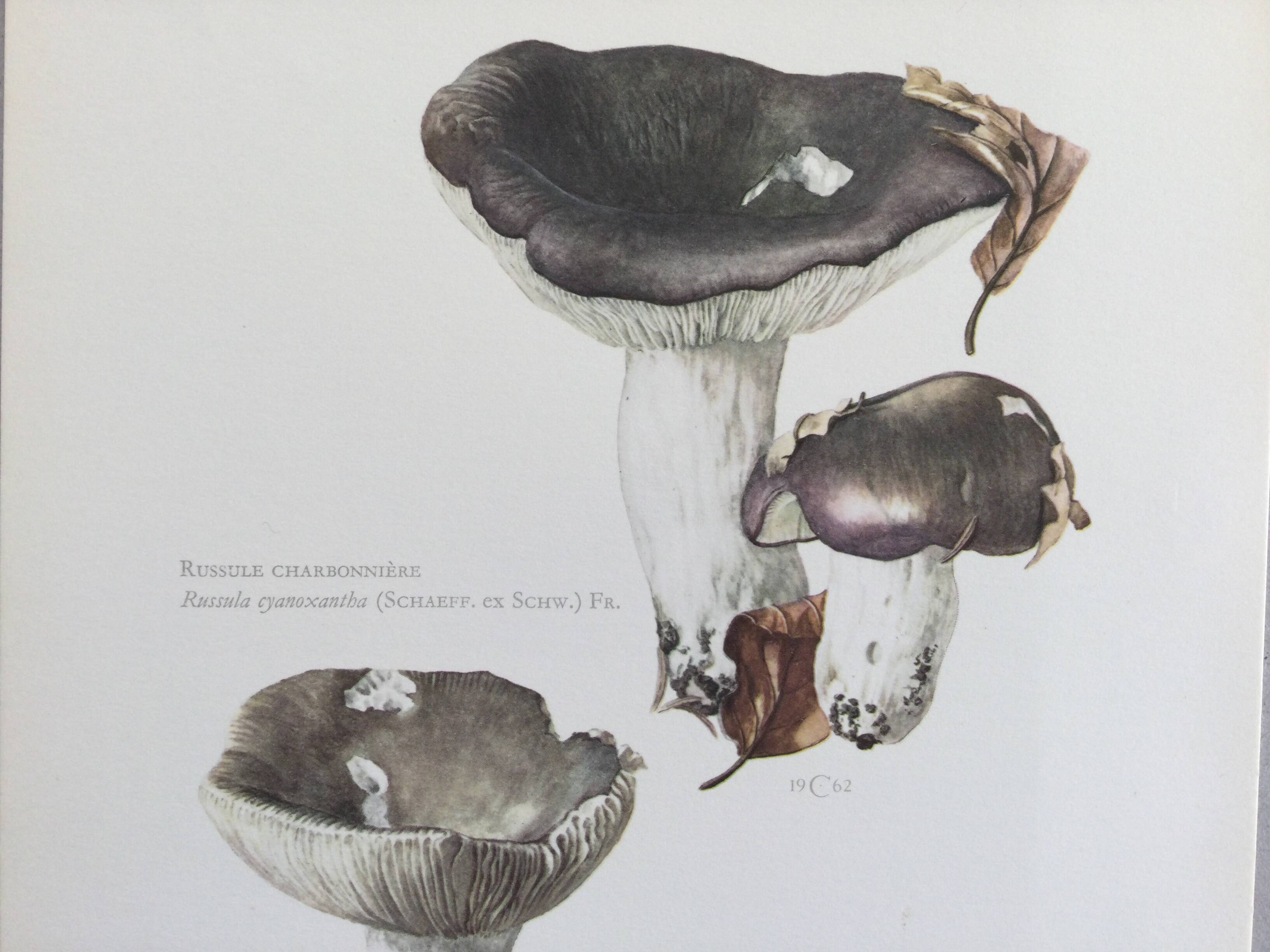 Botanical Illustration Mushrooms Russula Vintage Print 60s