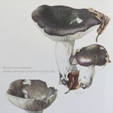 Botanical Illustration Mushrooms Russula Vintage Print 60s