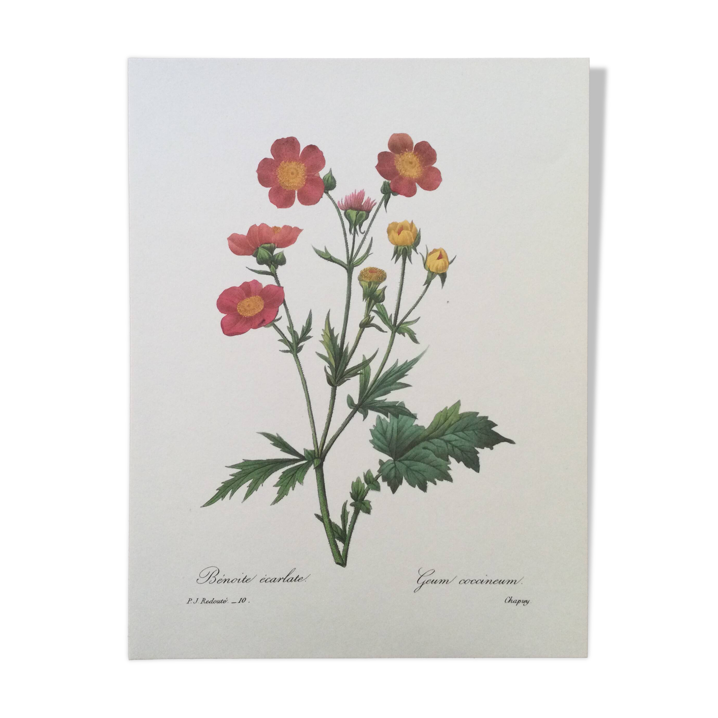Impression vintage Fleur Benoite écarlate