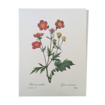 Impression vintage Fleur Benoite écarlate