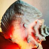 Natural seashell lamp