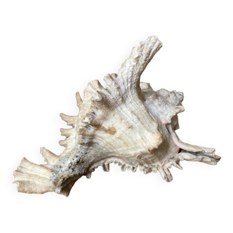 Shell