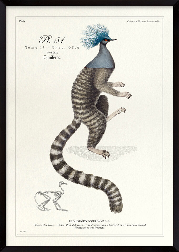 Chimera lithograph engraving animal - the marmoset