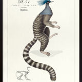 Chimera lithograph engraving animal - the marmoset