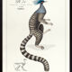 Chimera lithograph engraving animal - the marmoset