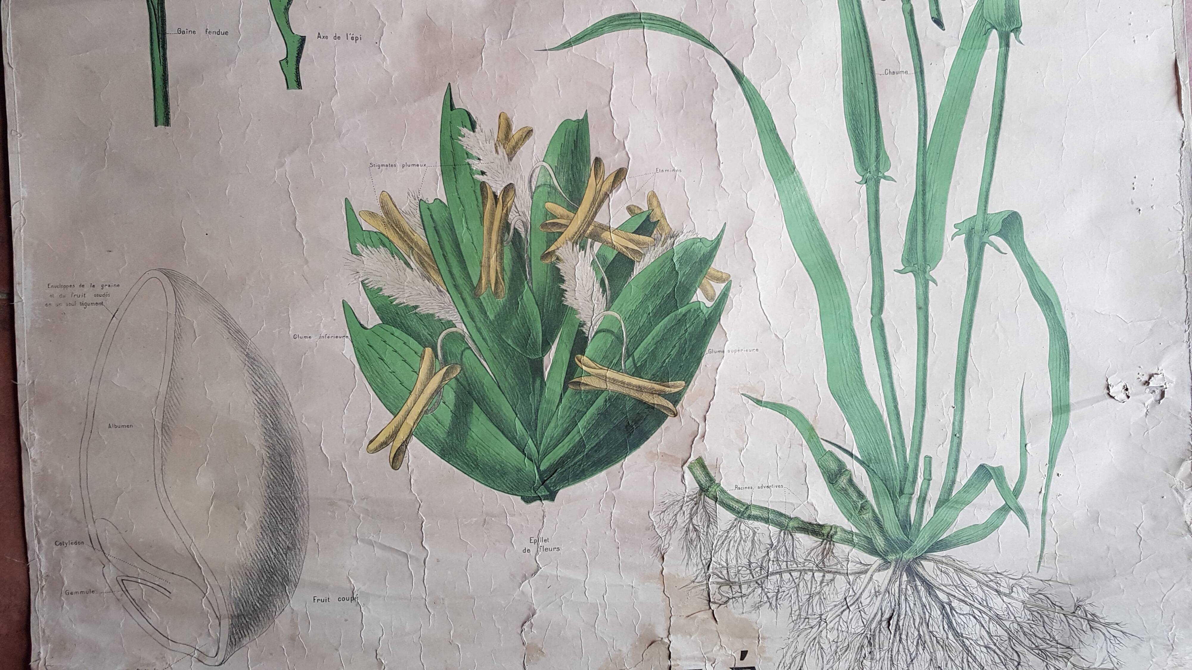 Ancienne affiche Deyrolle - le blé