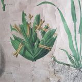 Ancienne affiche Deyrolle - le blé