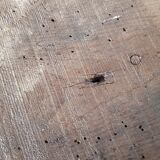 Primitive established