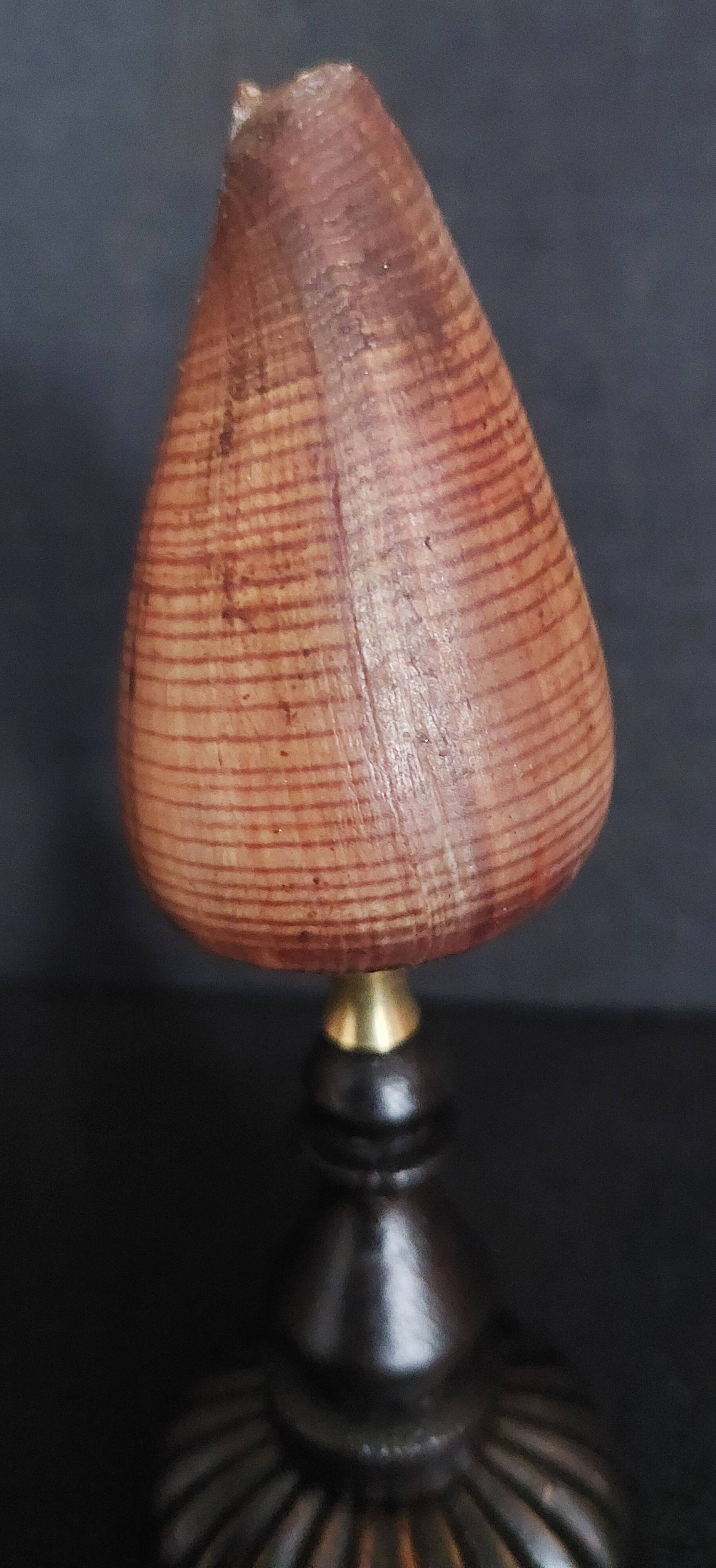 Cabinet de Curiosités coquillage conus figulinus sur socle