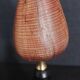 Cabinet de Curiosités coquillage conus figulinus sur socle