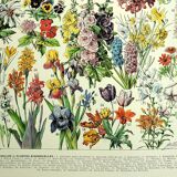 Botanical engraving 1928 A. Millot - Flower and plant 1