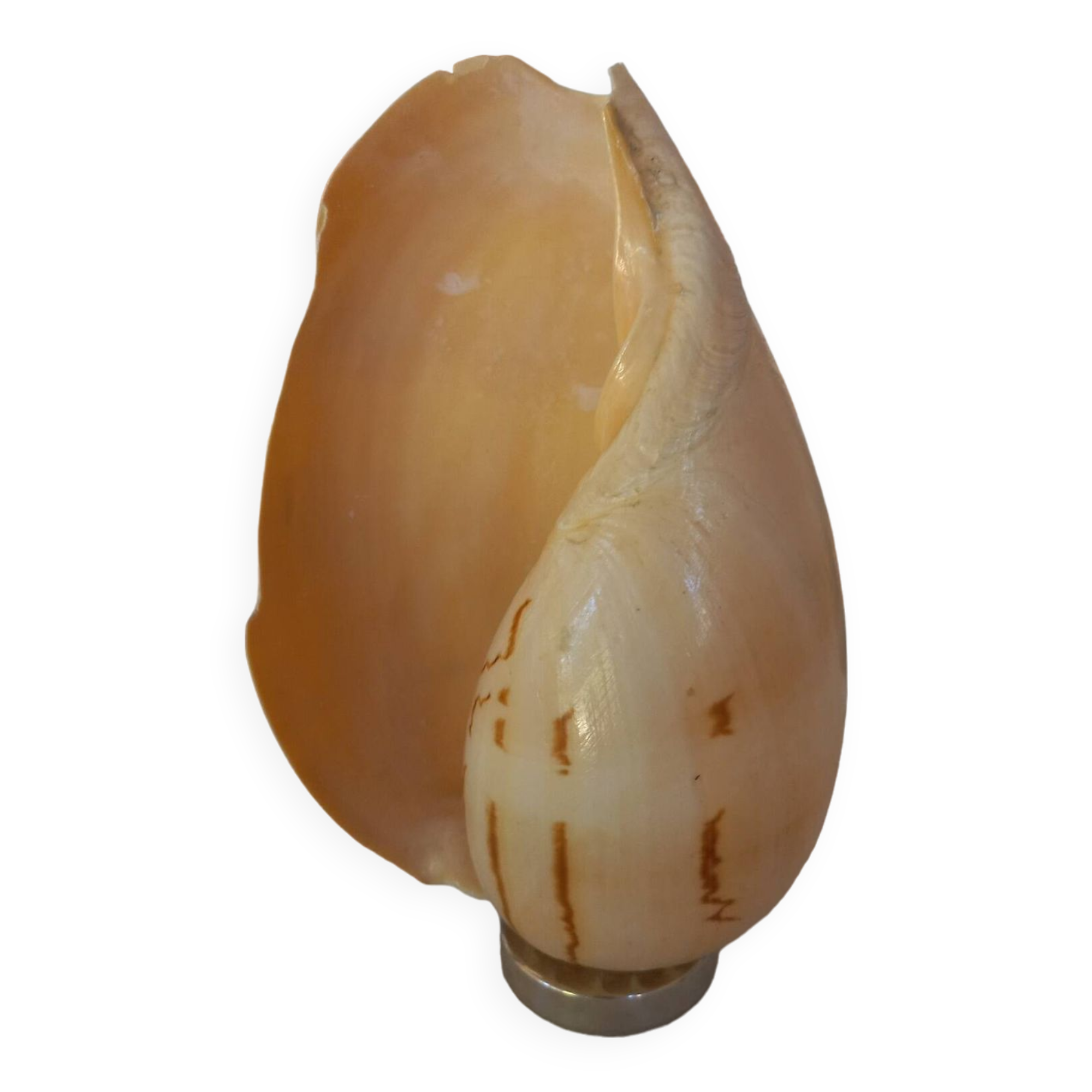 Melo Diadema shell mounted on base