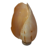 Melo Diadema shell mounted on base