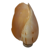Coquillage Melo Diadema monté sur socle