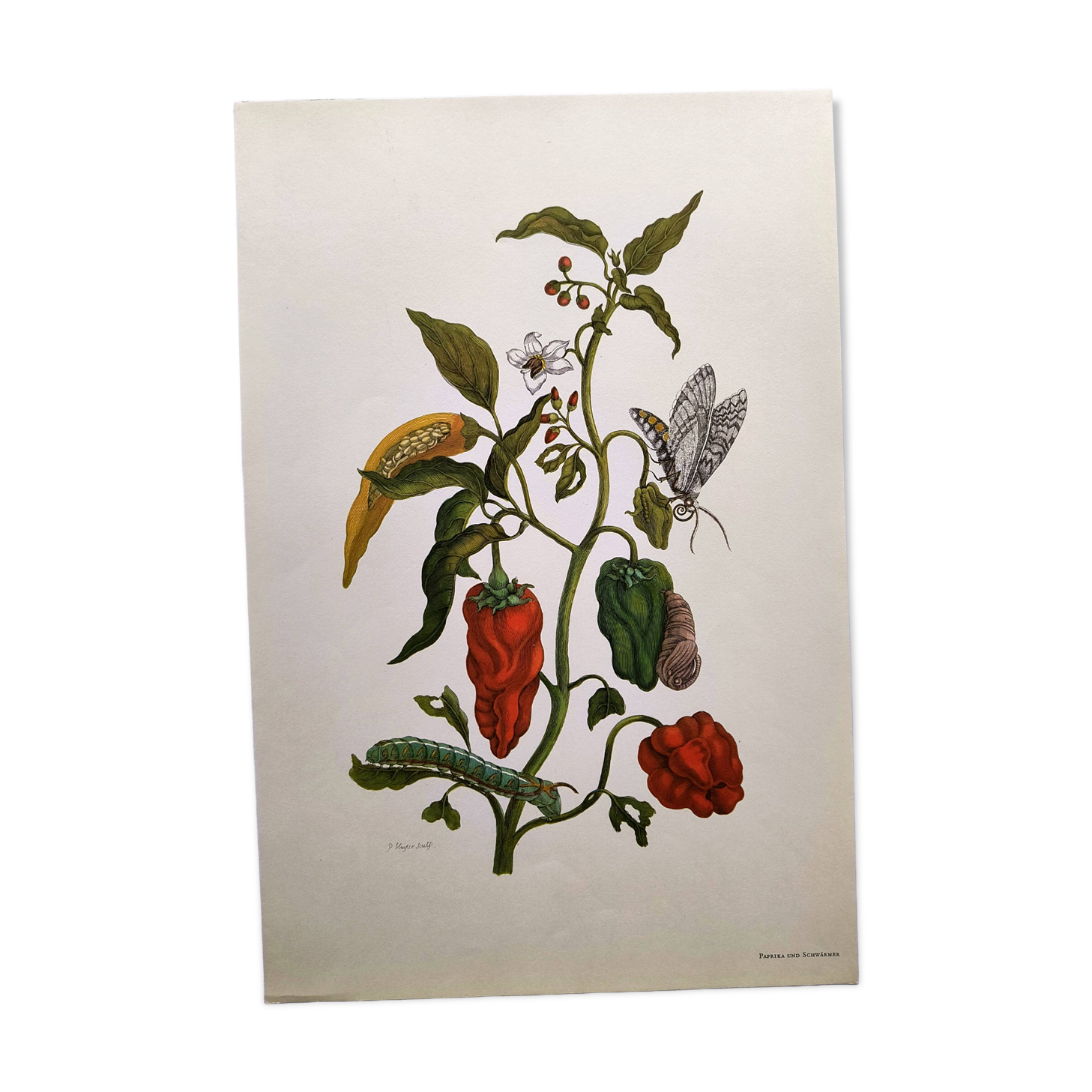 Botanical plate by Merian - Suriname pepper and hawk moth - illustration