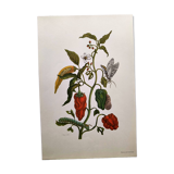 Botanical plate by Merian - Suriname pepper and hawk moth - illustration