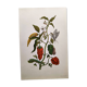 Planche botanique de Merian - poivron et sphinx du Suriname -illustration