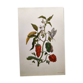 Planche botanique de Merian - poivron et sphinx du Suriname -illustration