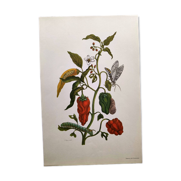Botanical plate by Merian - Suriname pepper and hawk moth - illustration