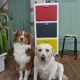 Buffet rénové dans les couleurs Mondrian