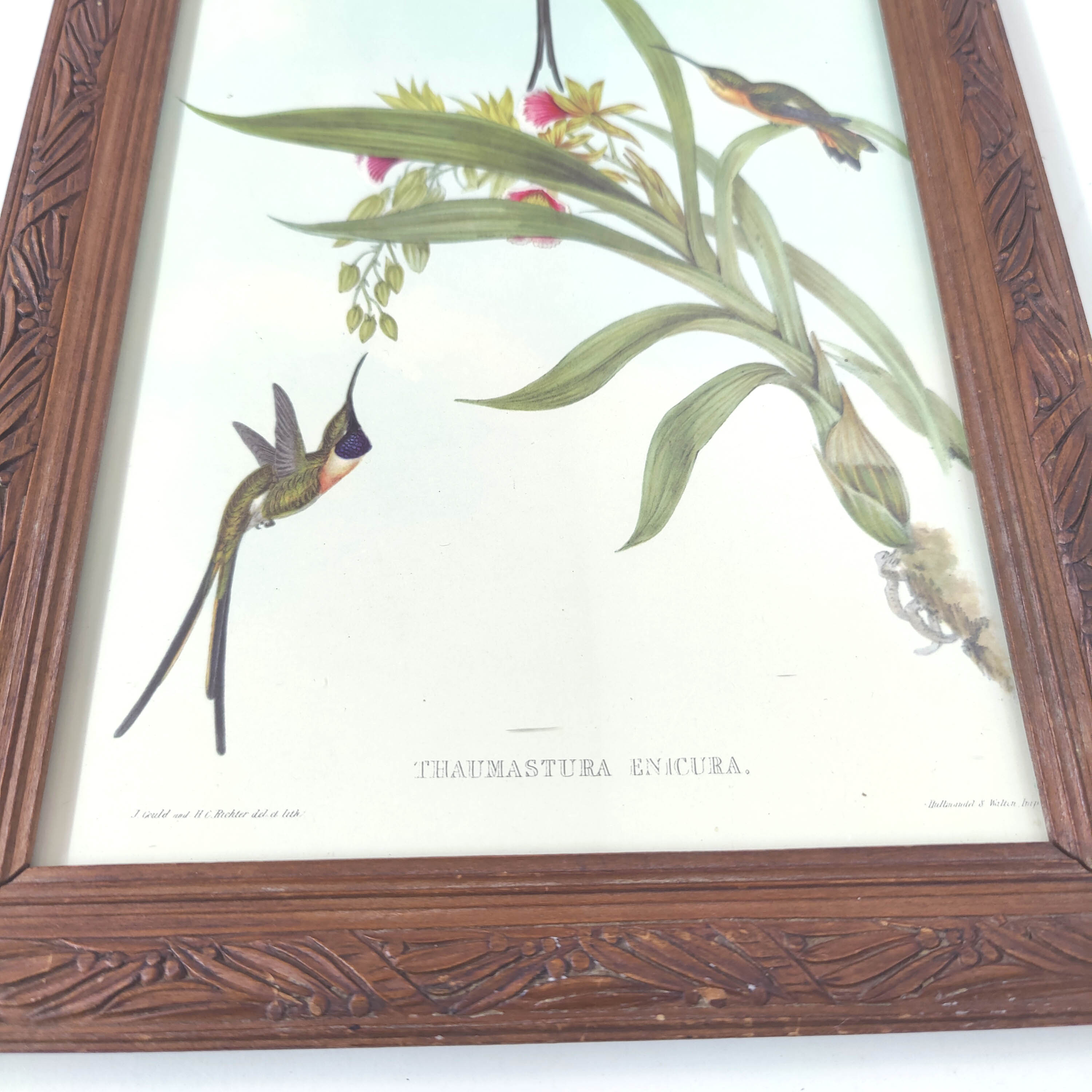 Lot 2 wooden frames botanical illustrations J. Gould and HC Richter