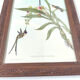 Lot 2 wooden frames botanical illustrations J. Gould and HC Richter