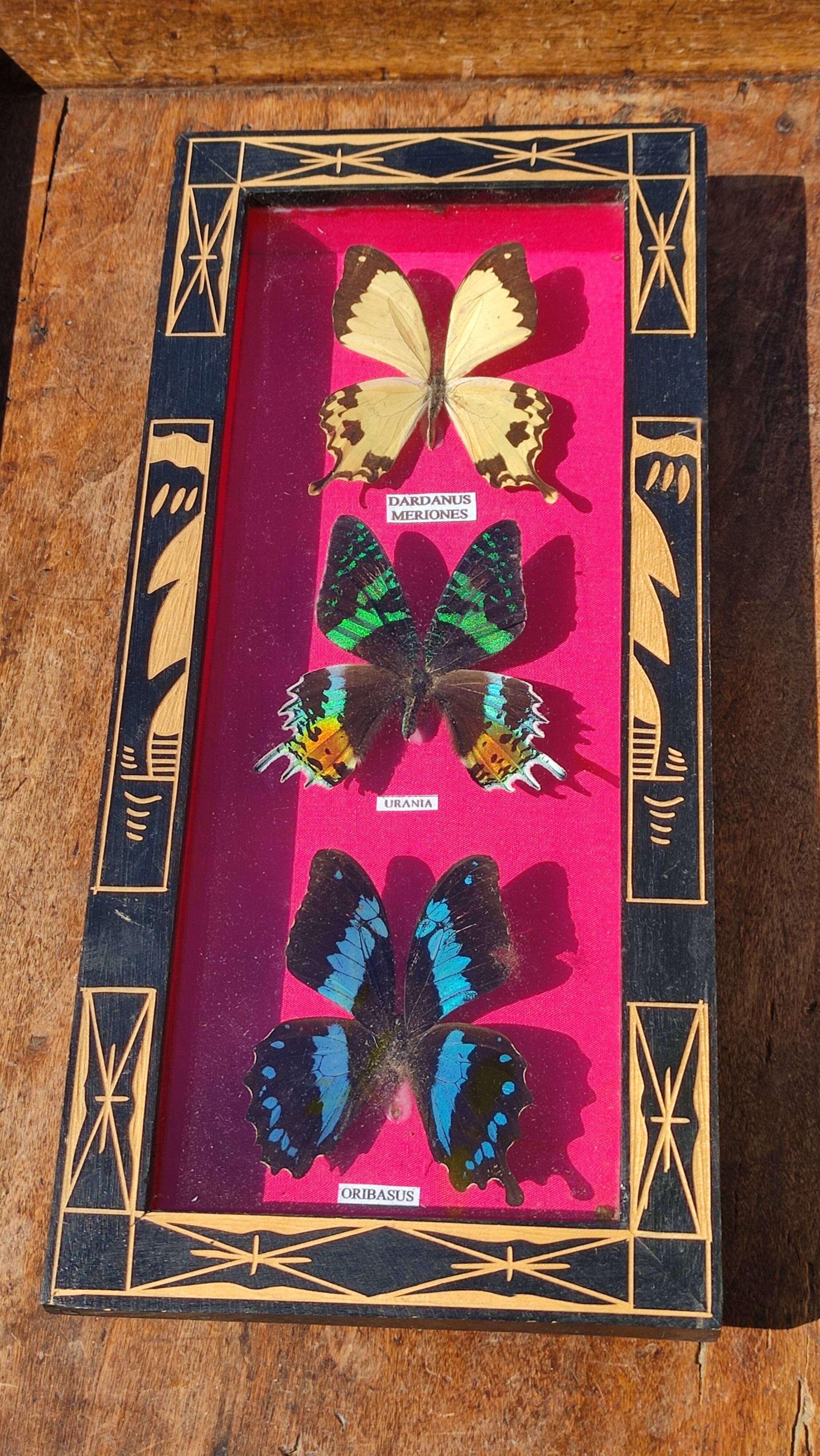 Vintage naturalized butterfly frame