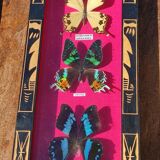 Vintage naturalized butterfly frame