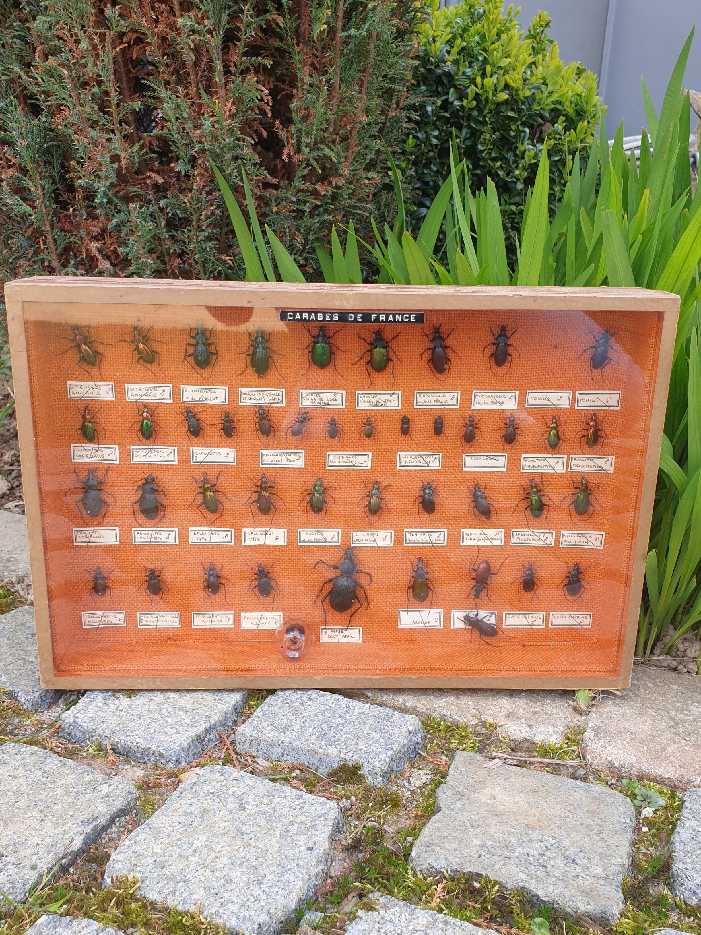 Vitrine entomologie