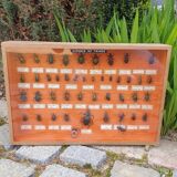 Entomology showcase