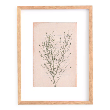 Painting on paper botanical herbarium series signed Eawy