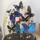 Flying color butterflies under globe Napoleon III