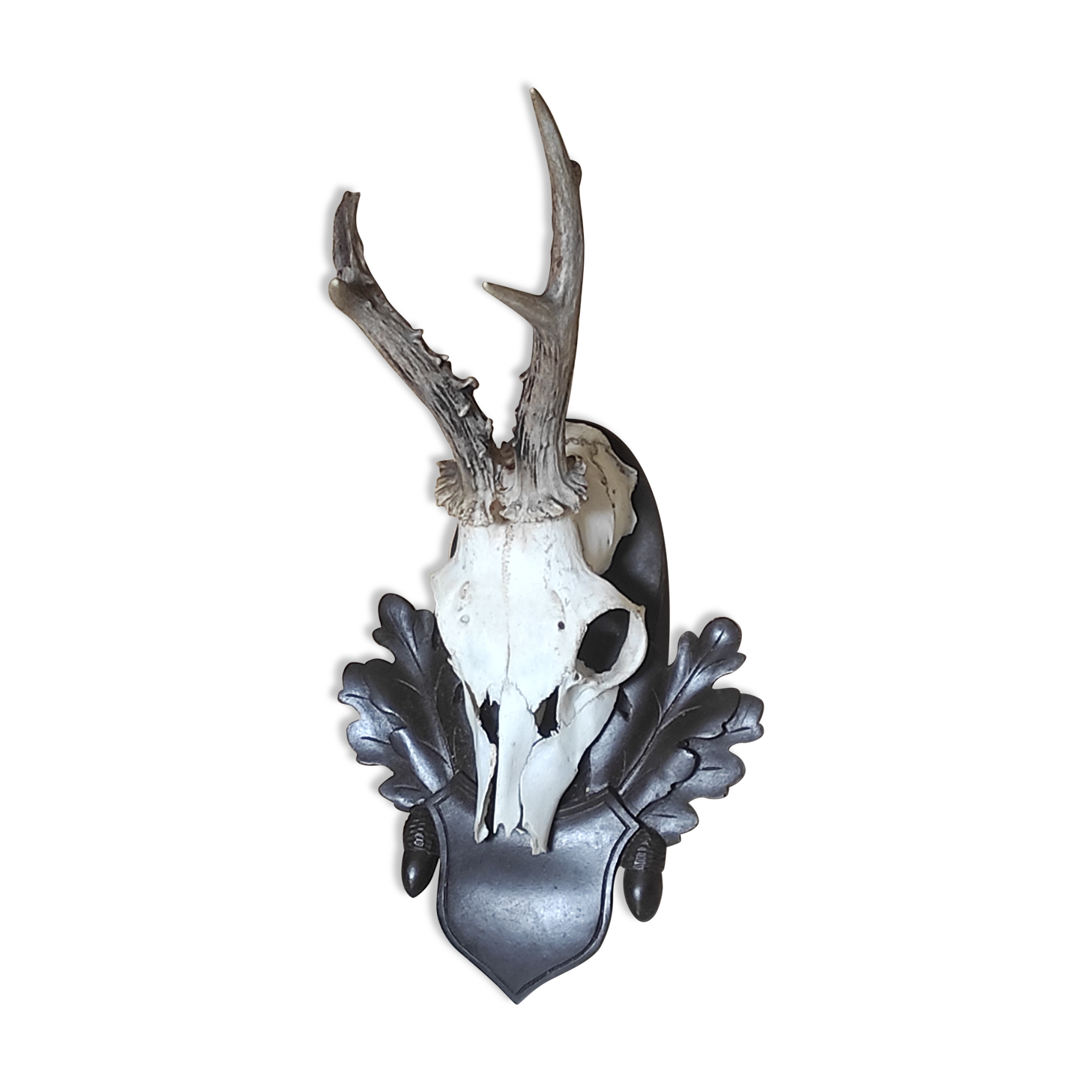 Massacre young deer on carved wooden crest with oak leaves and acorns