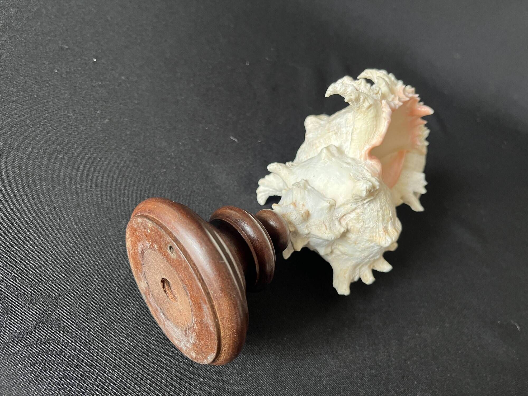 Murex Ramosus shell on turned wooden boxwood base old cabinet of curiosities