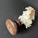 Murex Ramosus shell on turned wooden boxwood base old cabinet of curiosities