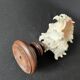 Murex Ramosus shell on turned wooden boxwood base old cabinet of curiosities