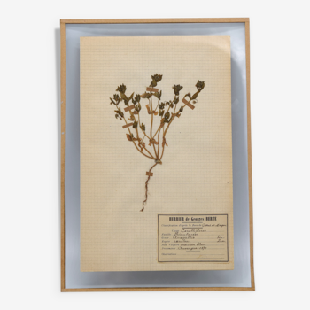 Herbier George Bert