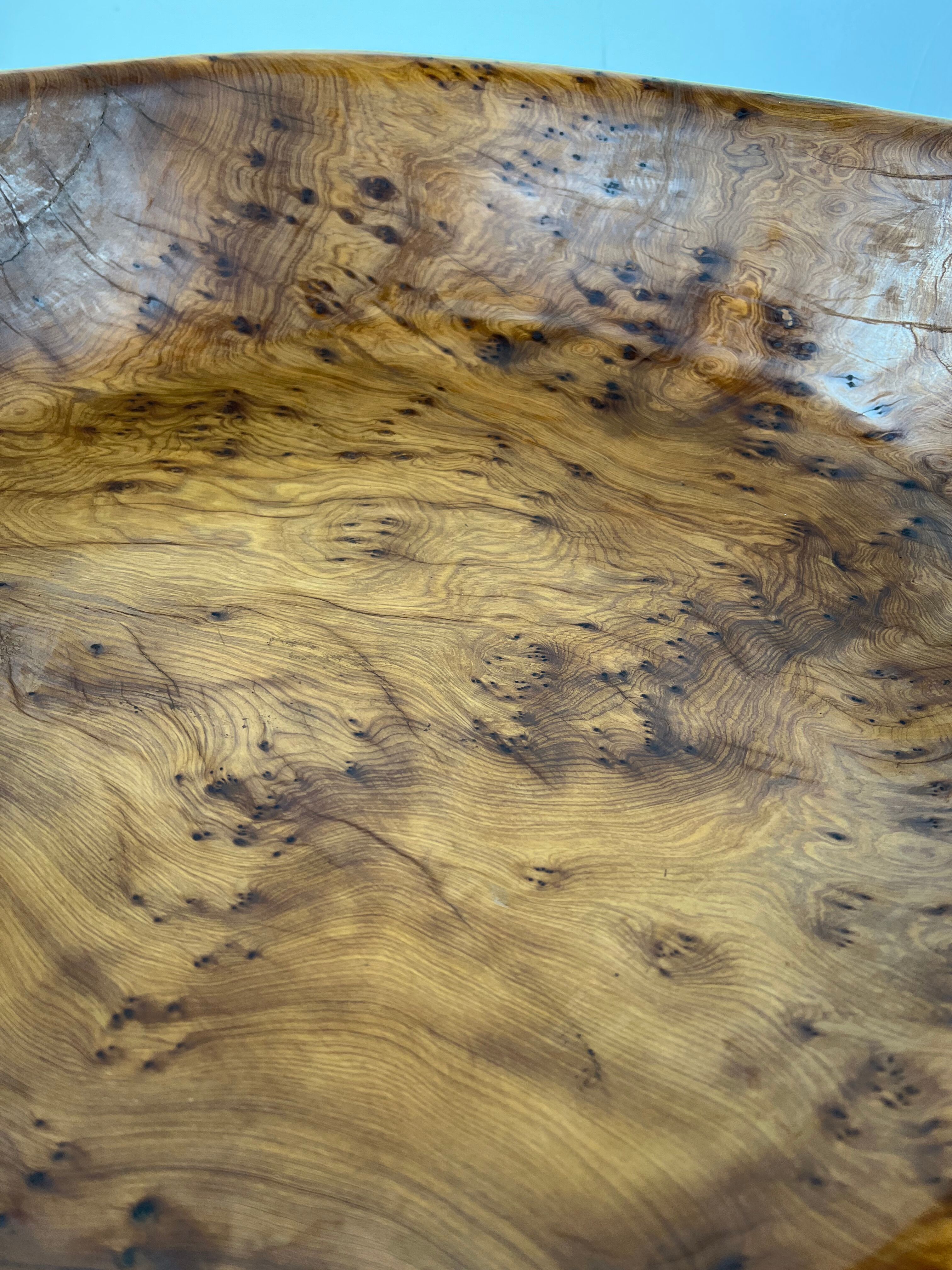 Xxl dish in tuya root