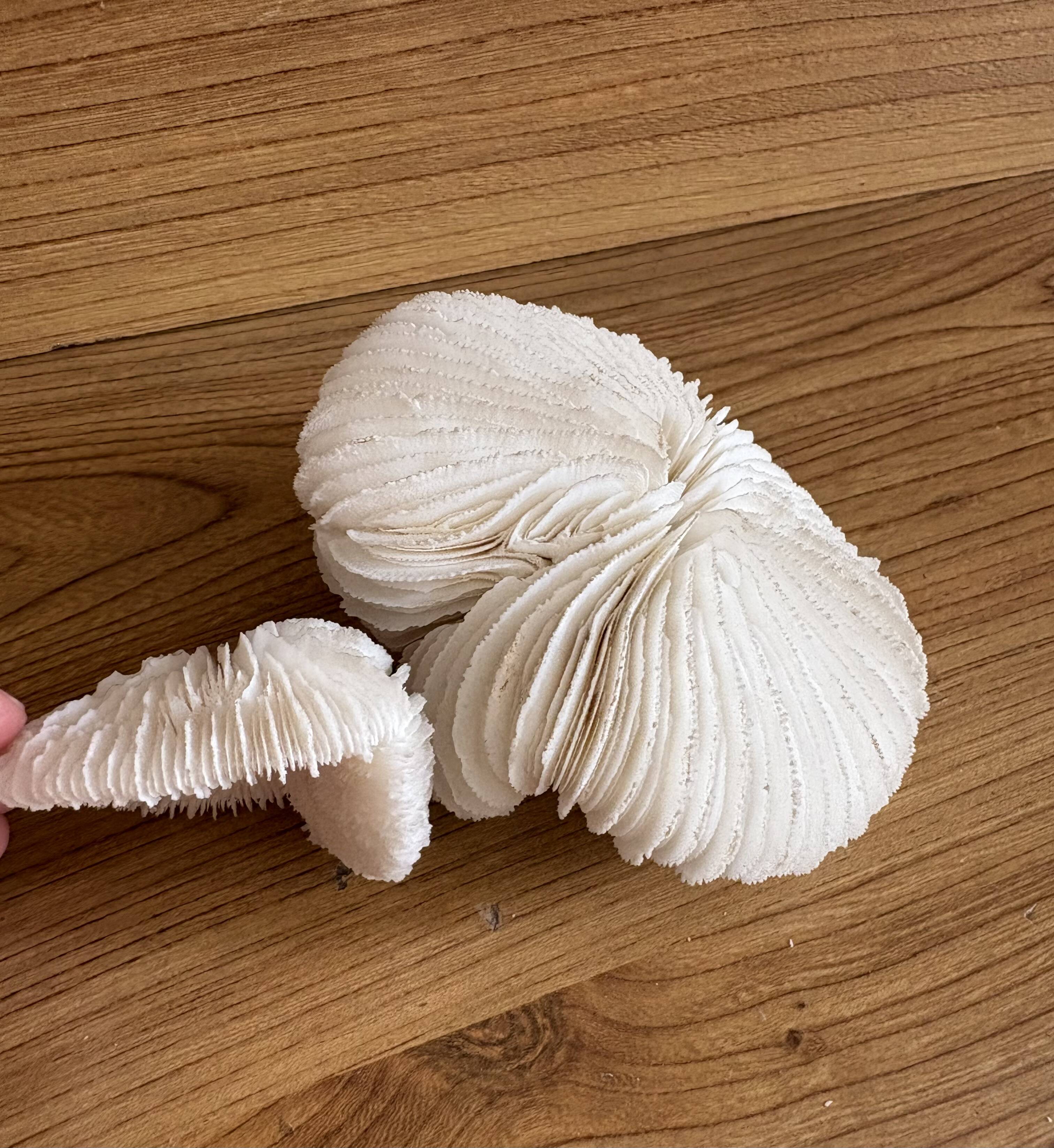Coral Fungia "shark cushion"